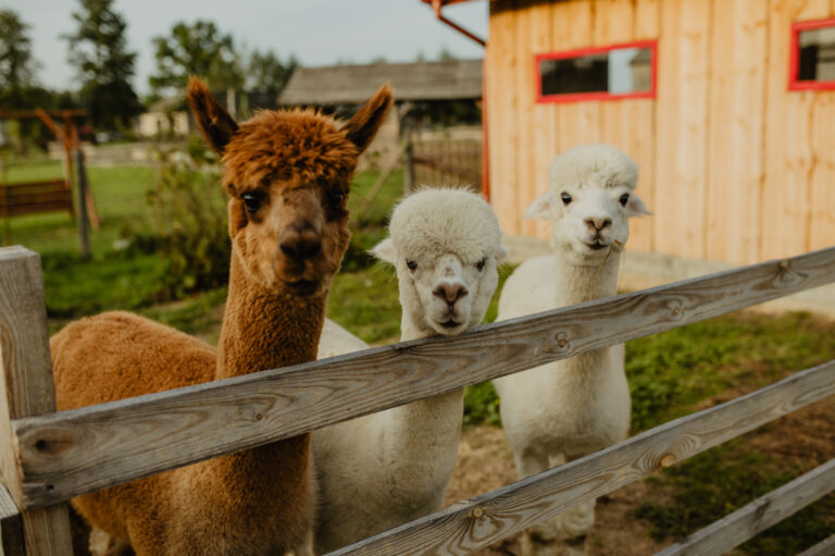 Leszczynowe Zacisze, minizoo, wycieczki dla dzieci i młodzieży, agroturystyka Rozalin, warsztaty na wsi dla dzieci i młodzieży
