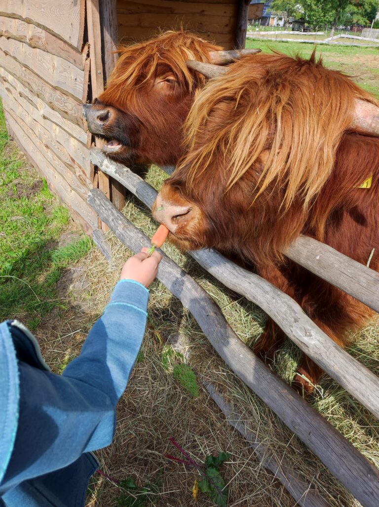 Leszczynowe Zacisze, minizoo, wycieczki dla dzieci i młodzieży, agroturystyka Rozalin, warsztaty na wsi dla dzieci i młodzieży