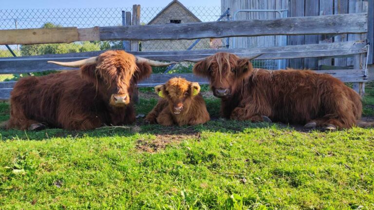 Leszczynowe Zacisze, minizoo, wycieczki dla dzieci i młodzieży, agroturystyka Rozalin, warsztaty na wsi dla dzieci i młodzieży