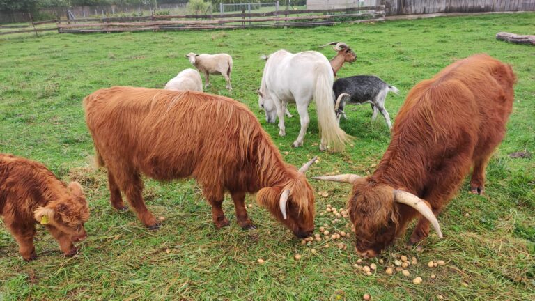 Leszczynowe Zacisze, minizoo, wycieczki dla dzieci i młodzieży, agroturystyka Rozalin, warsztaty na wsi dla dzieci i młodzieży