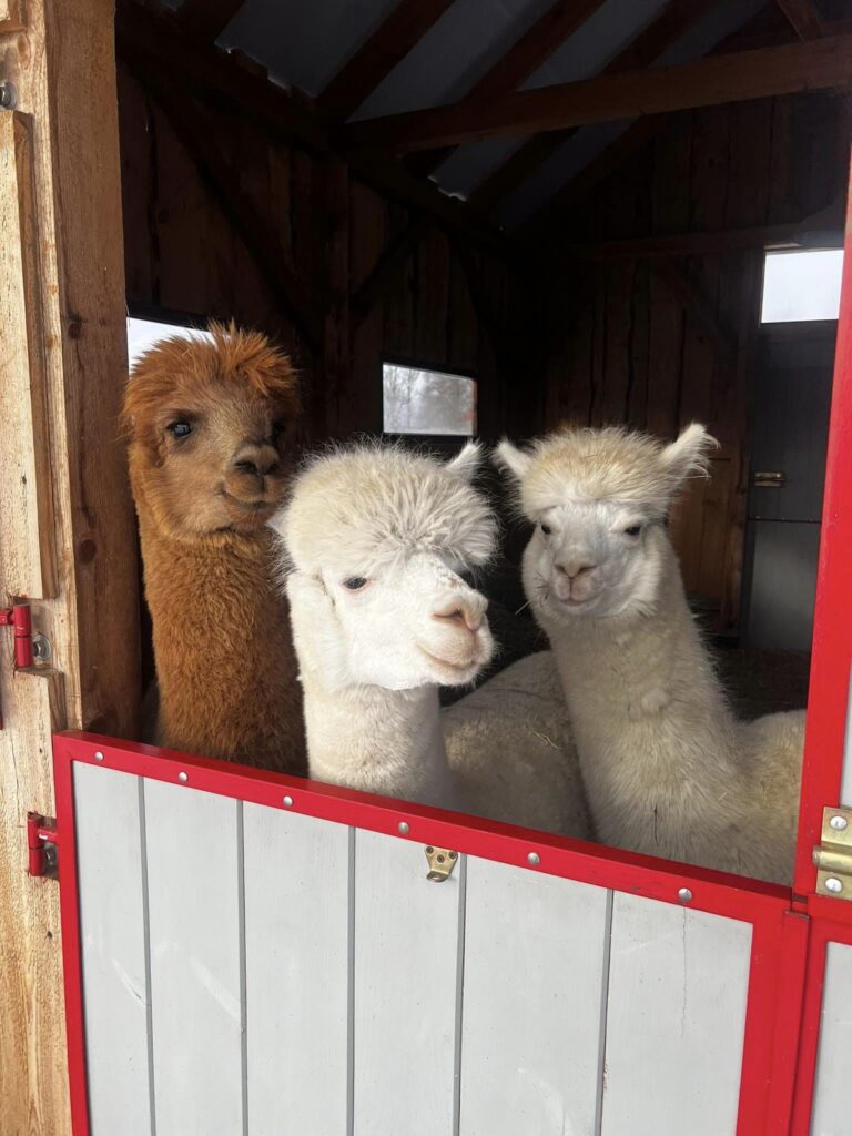 Leszczynowe Zacisze, minizoo, wycieczki dla dzieci i młodzieży, agroturystyka Rozalin, warsztaty na wsi dla dzieci i młodzieży