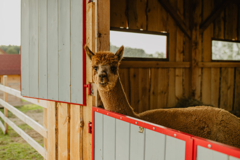 Leszczynowe Zacisze, minizoo, wycieczki dla dzieci i młodzieży, agroturystyka Rozalin, warsztaty na wsi dla dzieci i młodzieży