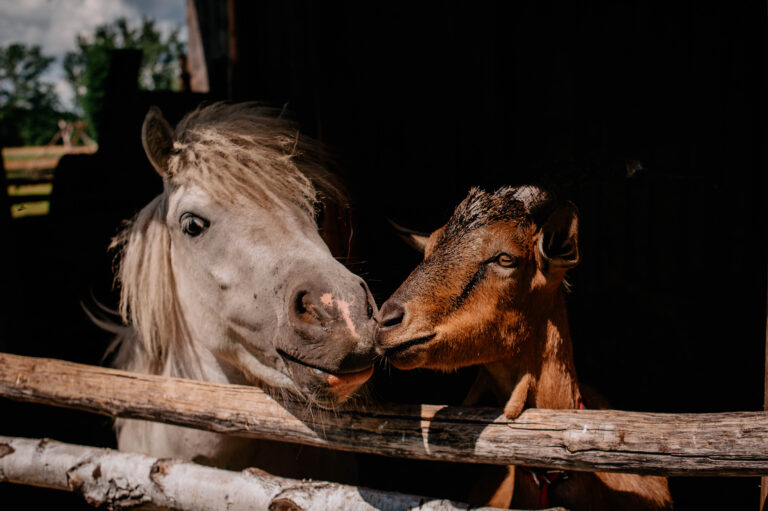 Leszczynowe Zacisze, minizoo, wycieczki dla dzieci i młodzieży, agroturystyka Rozalin, warsztaty na wsi dla dzieci i młodzieży