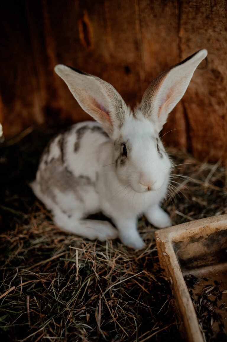 Leszczynowe Zacisze, minizoo, wycieczki dla dzieci i młodzieży, agroturystyka Rozalin, warsztaty na wsi dla dzieci i młodzieży