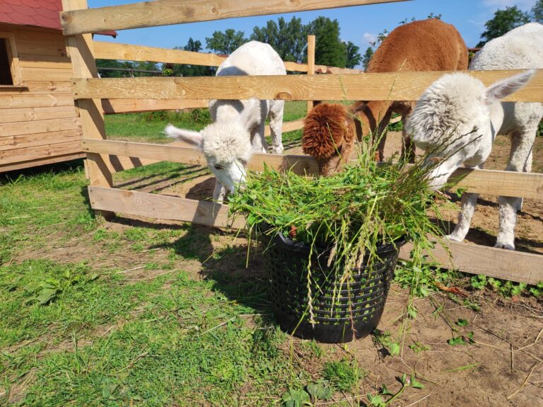 agroturystyka dla dzieci; warsztaty dla dzieci i młodzieży na wsi; agroturystyka z zajęciami edukacyjnymi; wakacje z dziećmi w naturze; przygoda dla dzieci na wsi; warsztaty ekologiczne dla dzieci; gospodarstwo agroturystyczne; wyjazdy dla szkół na wieś; warsztaty kreatywne dla dzieci; agroturystyka dla rodzin z dziećmi; kreatywne zajęcia dla dzieci;
